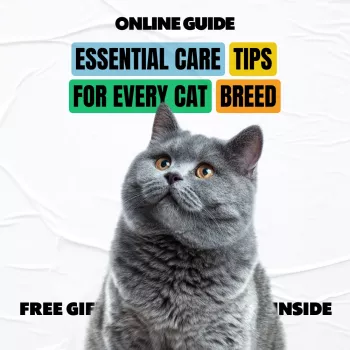 Cat Breed Care by Type: Health, Diet & Grooming Tips